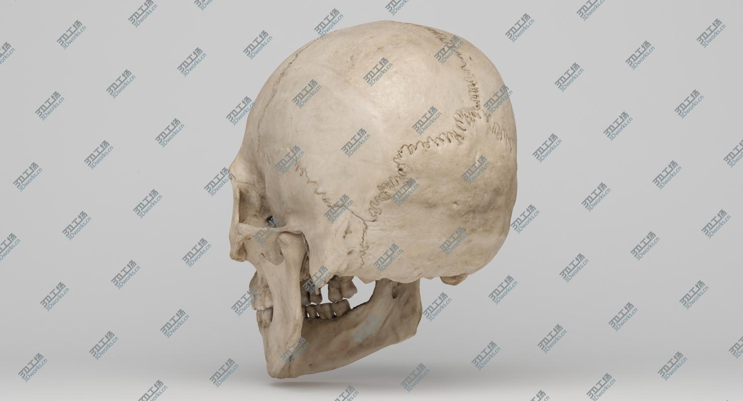 images/goods_img/20210313/Real Human Skull 3D Scan 02/4.jpg